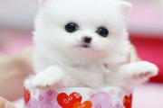 茶杯犬价格全面解析：从选购到饲养的完整指南