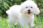 比熊犬多少钱一只-价格构成与选购指南