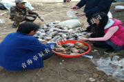 羊肚菌一斤多少钱,市场价格与选购指南