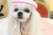 马尔济斯犬价格解析,选购指南与影响因素