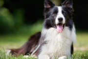 边境牧羊犬价格解析：影响市场价格的关键因素与选购指南