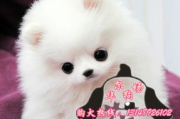 博美犬多少钱一只-价格解析与选购指南