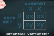 DNA亲子鉴定多少钱：价格因素、服务类型与性价比分析