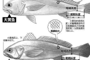 黄鱼价格多少钱一斤，全面解析市场行情与选购指南
