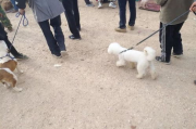 比熊犬价格解析,选购指南与饲养成本全面分析