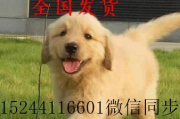金毛犬多少钱,价格影响因素及购买指南