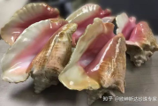 海螺珠价格解析,一克拉价值影响因素与市场行情