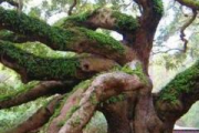 艾诺迪亚4加点策略解析-提升角色战斗力