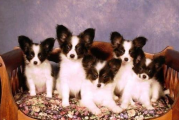 蝴蝶犬价格解析,市场行情与选购指南