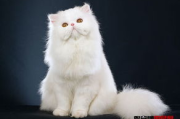 波斯猫价格影响因素与选购指南-全面解析波斯猫多少钱一只