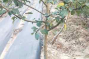 梦幻西游摇钱树苗种植与收益最大化攻略
